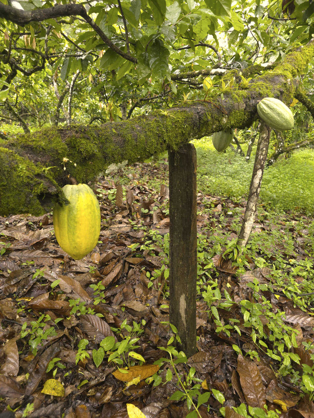 Imagem de cuidados com cacaussauros