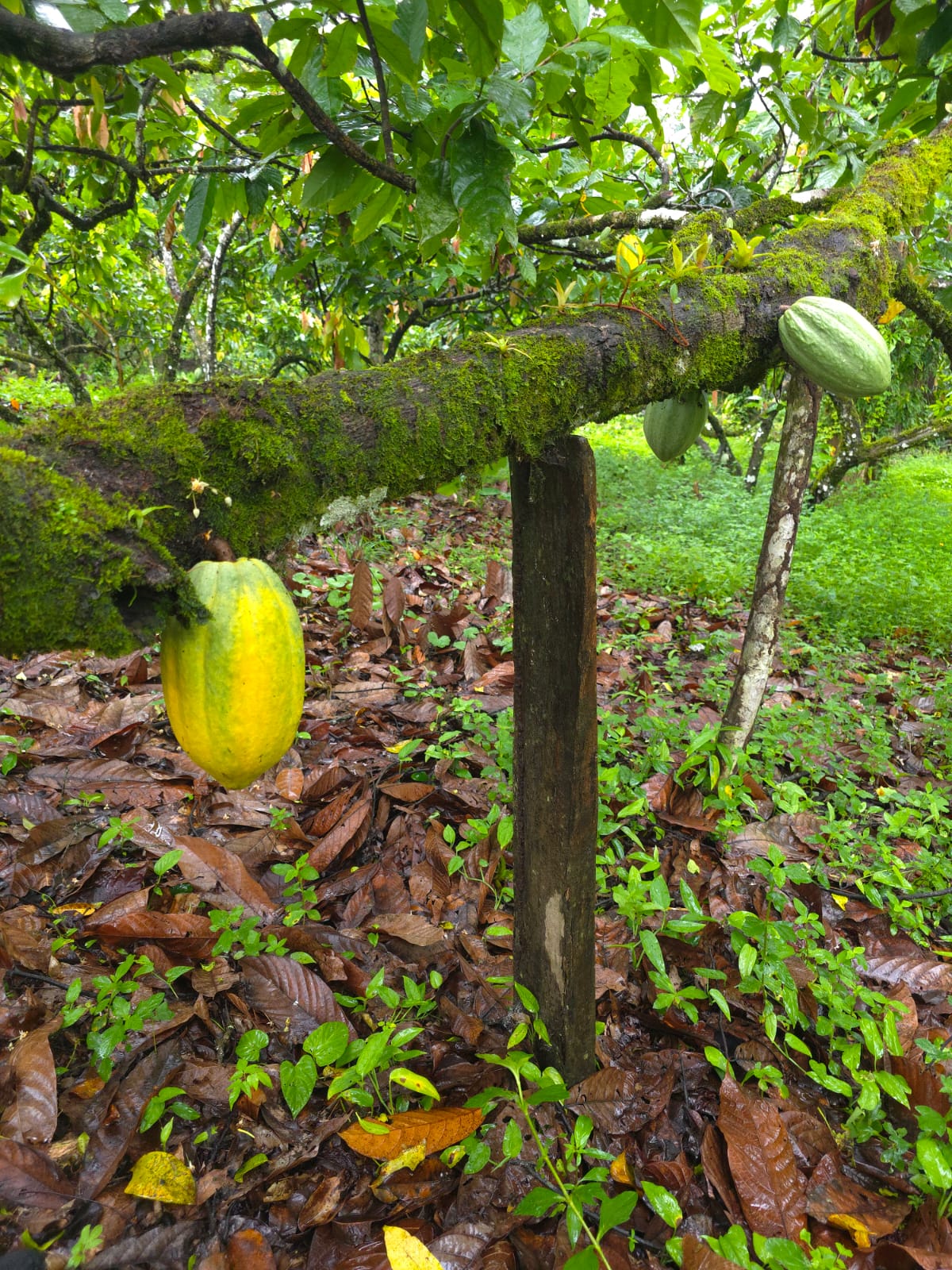 Imagem de cuidados com cacaussauros