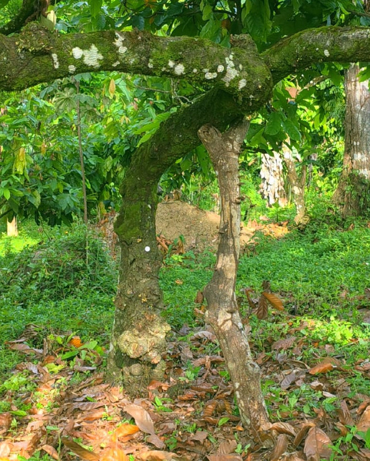 Imagem de cuidados com cacaussauros