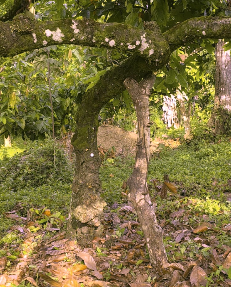 Imagem de cuidados com cacaussauros