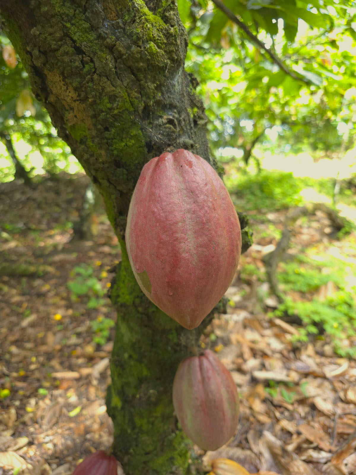 Imagem dos cacaussauros 60+